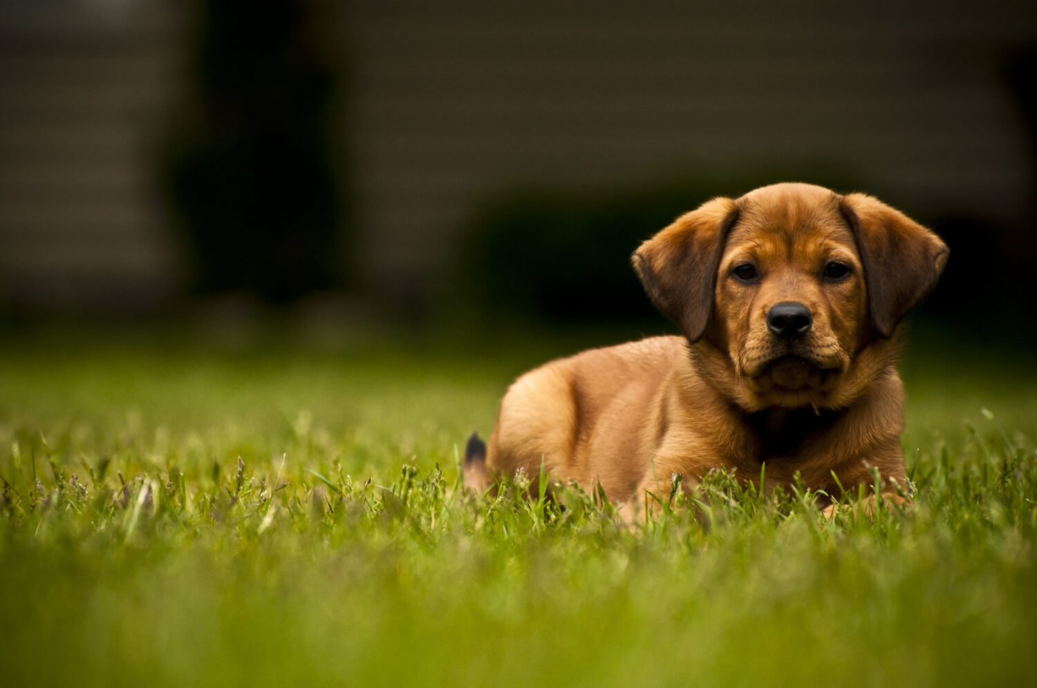 What Is 7 Years in Dog Years? The Real Math by Size
