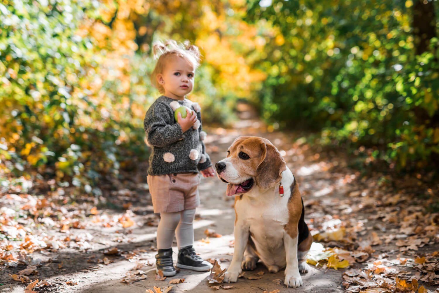 What Is the Human Age of a 1-Year-Old Dog by Size?