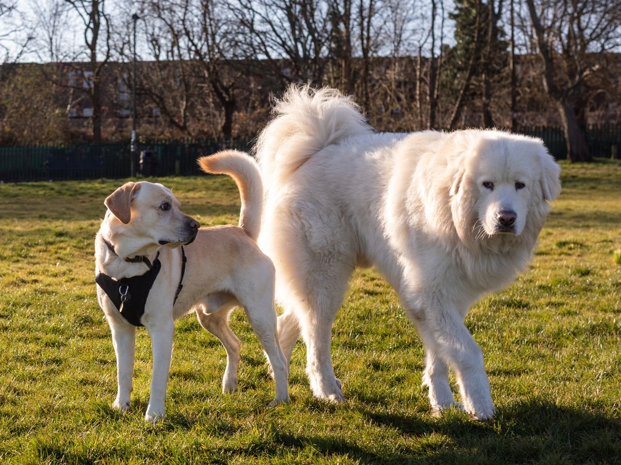 Does Breed Matter as Much as Size?