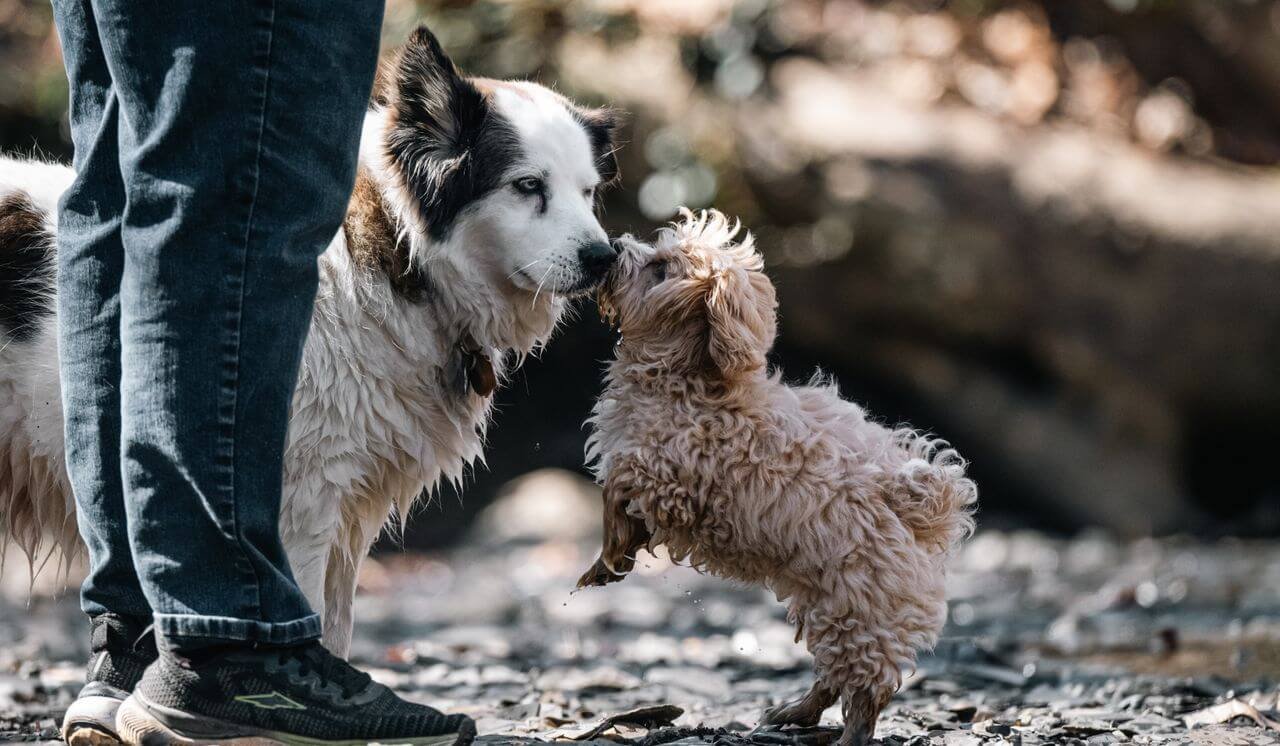 Why Do Small Dogs Live Longer Than Large Dogs?