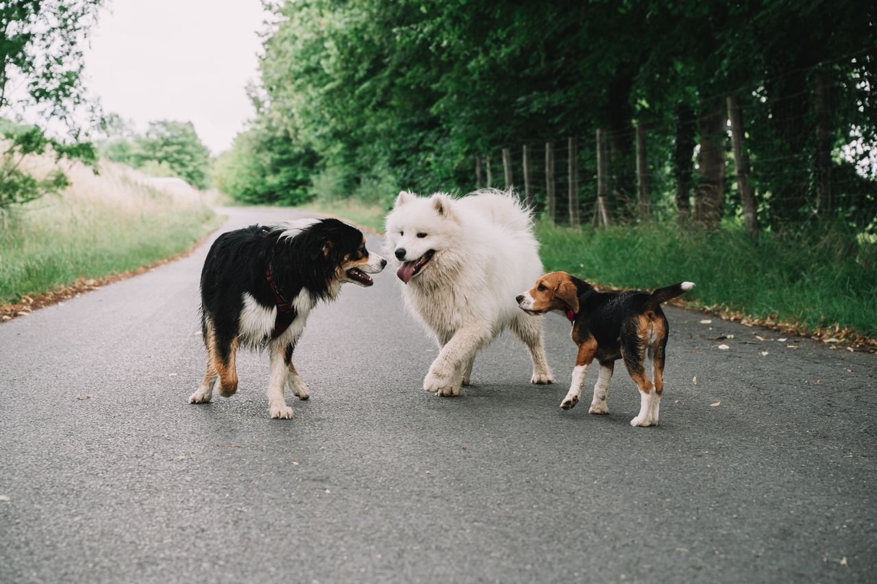 How Long Do Small Dogs Live?